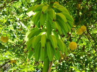 Bananas y lemons 